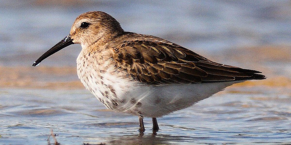 BGTorfaenLNP's tweet photo. Join us on Thursday 27th July for a Bugs, Bees and Birds walk with @GmusicV at @LlandegfeddLake. We'll be running sessions in the morning and afternoon, sign up for free here: https://t.co/4NScRImOfL #WalesNatureWeek @torfaencouncil #Torfaen #NaturesTreasures @WalesNatureWeek https://t.co/0paT6p5aPJ