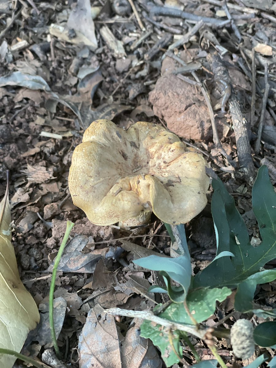 TrLeflar's tweet image. How wild that these grow in our own backyard in downtown Atlanta?!? #chanterelles #foray #forage #mycelium