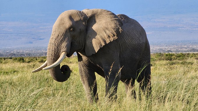 Having a blast traversing Kenya's national parks in a safari Jeep and chilling with so many animals.