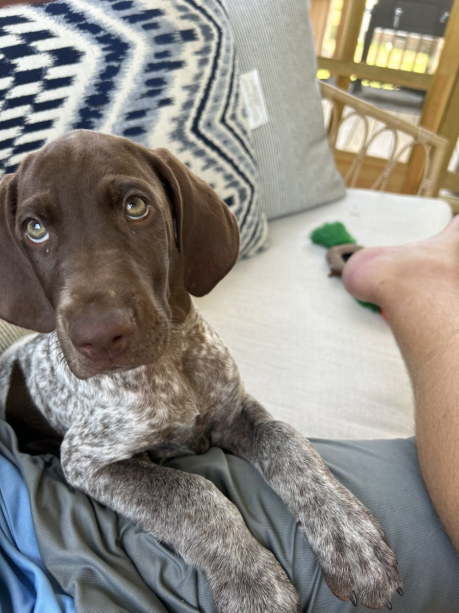 BettyB2011's tweet photo. @thecadeaus @ElliotCadeau Meet Elliot!! Just picked him up yesterday. He follows quite the lineage of UNC PG dogs I’ve owned. First Cota, then Marshall, now Elliot!!! https://t.co/9slEIvtyDW