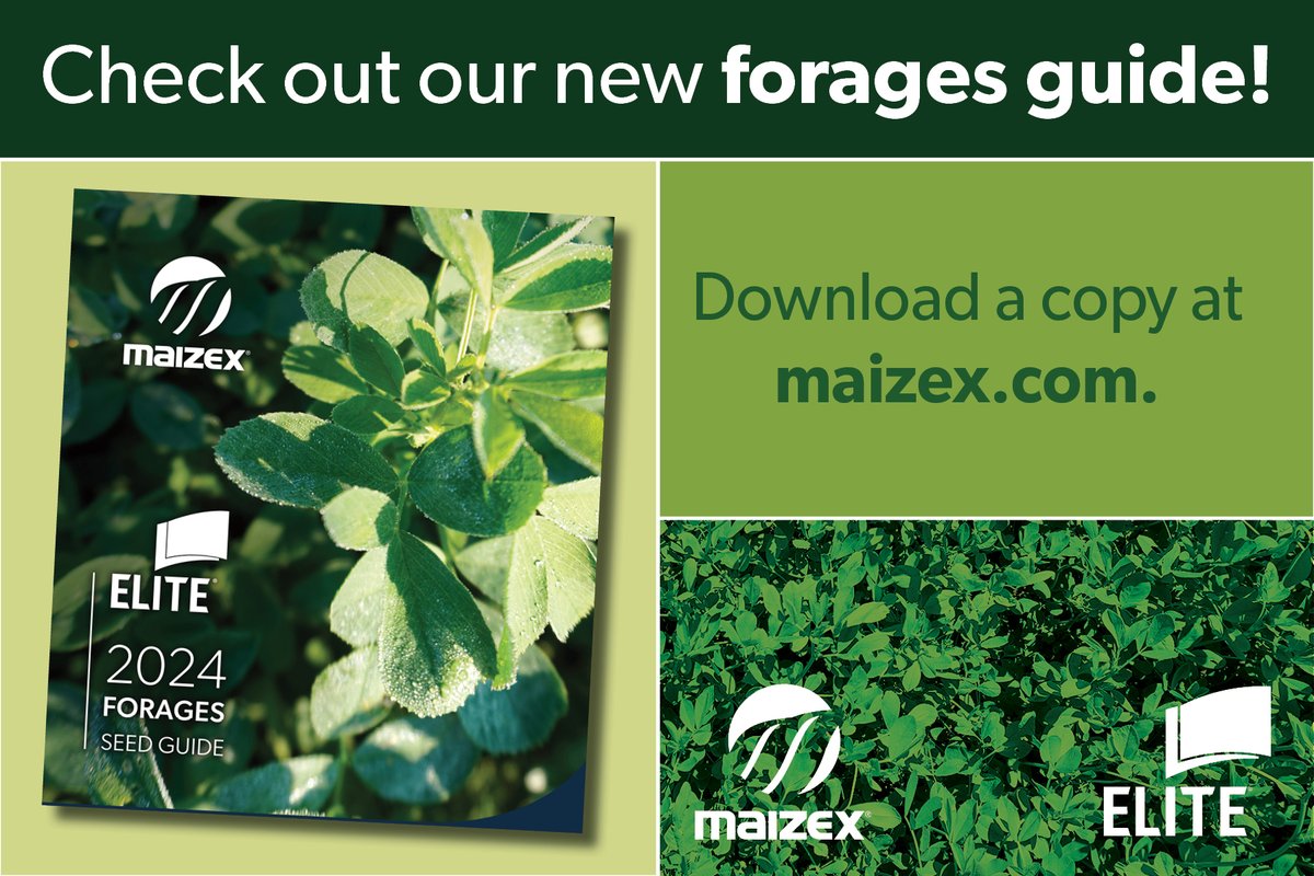 Maizex's tweet photo. Maizex Seeds is now the exclusive distributor of Elite forages in Ontario. Download our new forages guide here: https://t.co/uZJKFzP0nK #TruePerformance #CanadianGrownCanadianOwned https://t.co/qgrjaZkABM