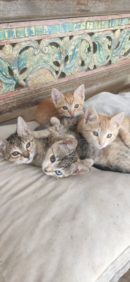 TomeuBallester's tweet photo. @mllull1 Vaja, quina pena pen Tòfol.
Si et serveix de consol en tenc dos de regaladors que són ben estimadors...🐱 https://t.co/VOS6ZBJ1Um
