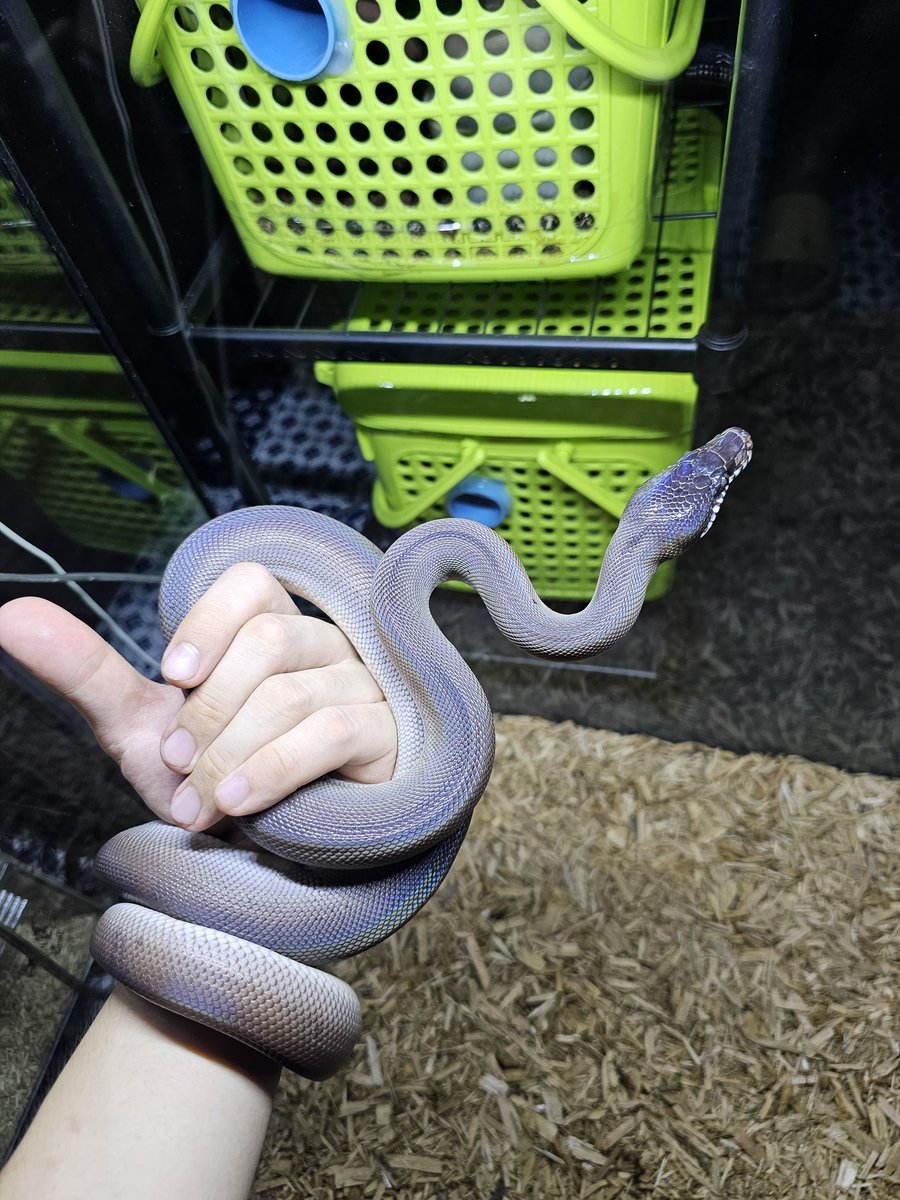 Reptile_Academy's tweet image. Female Southern white lipped python
พักไทยแล้ว 4 สัปดาห์ ตรวจสุขภาพ ถ่ายพยาธิ(โดยสัตวแพทย์) กินหนูแช่ได้
#ReptileAcademy
#Whitelippedpython
#ไวท์ลิปไพธ่อน
#เลี้ยงงู
