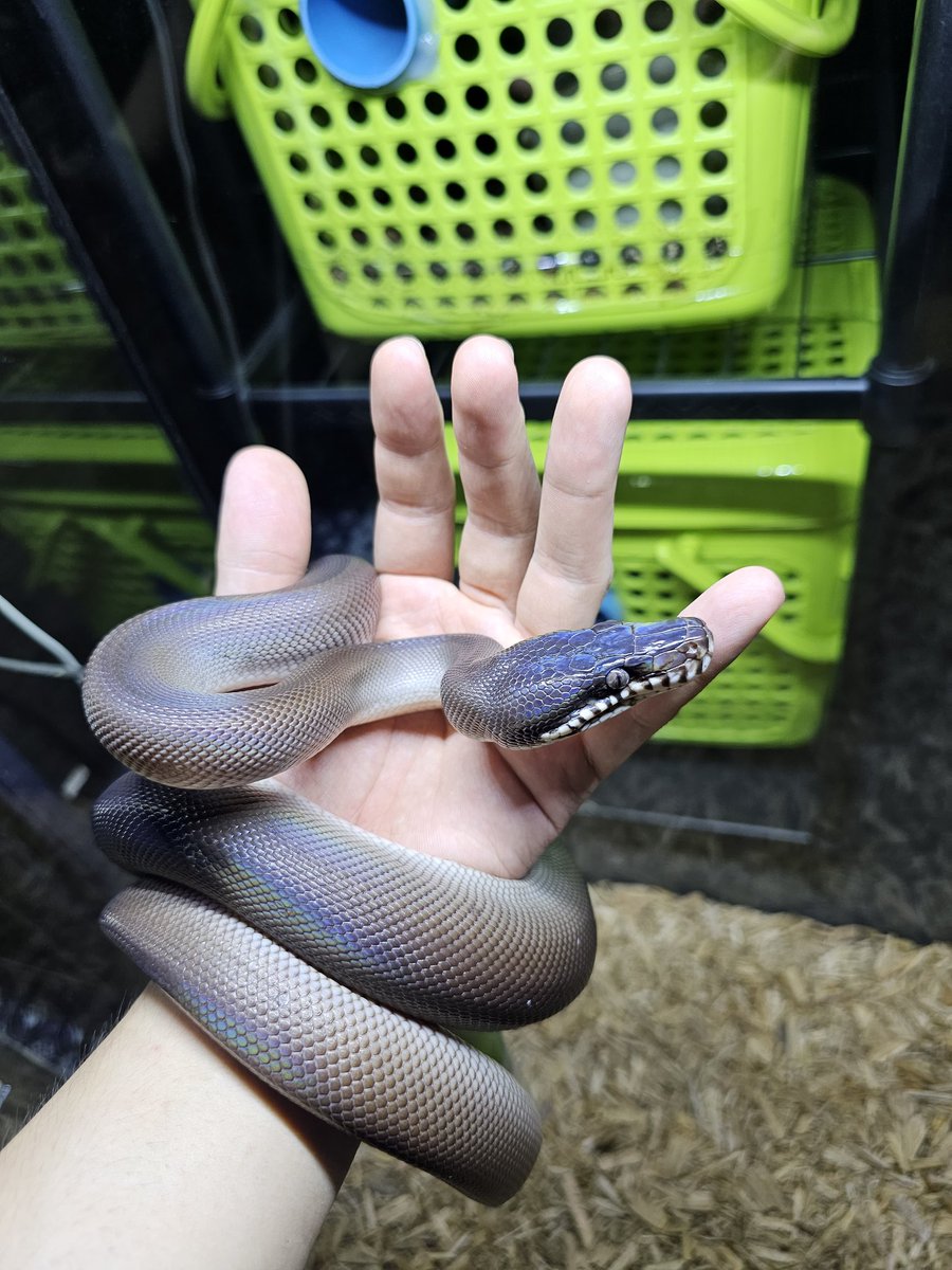 Reptile_Academy's tweet image. Female Southern white lipped python
พักไทยแล้ว 4 สัปดาห์ ตรวจสุขภาพ ถ่ายพยาธิ(โดยสัตวแพทย์) กินหนูแช่ได้
#ReptileAcademy
#Whitelippedpython
#ไวท์ลิปไพธ่อน
#เลี้ยงงู
