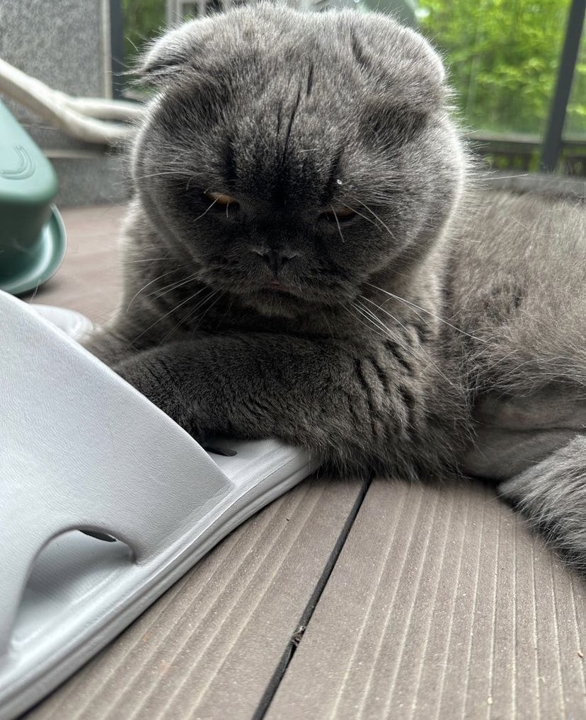 memoryau_'s tweet photo. Cool 😼😻 [13-07-23]
Cr.bbo_ nan_bomb_ tan_peanut_yuki https://t.co/GY3fmxt7En