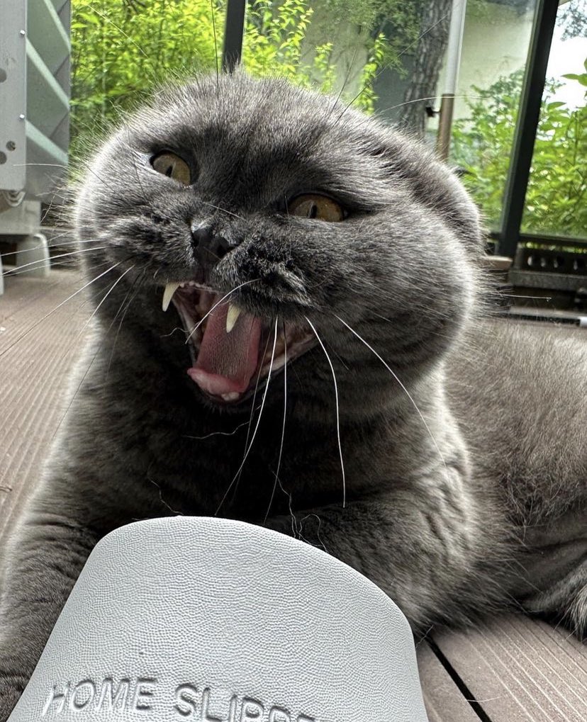 memoryau_'s tweet photo. Cool 😼😻 [13-07-23]
Cr.bbo_ nan_bomb_ tan_peanut_yuki https://t.co/GY3fmxt7En