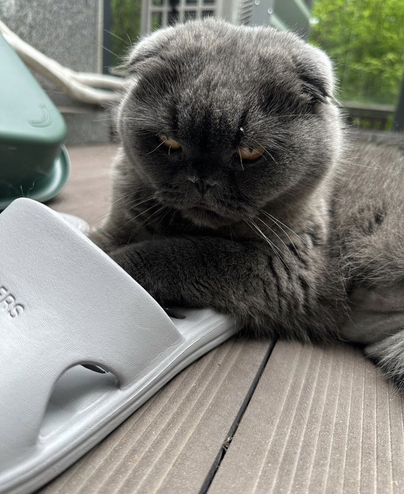 memoryau_'s tweet photo. Cool 😼😻 [13-07-23]
Cr.bbo_ nan_bomb_ tan_peanut_yuki https://t.co/GY3fmxt7En