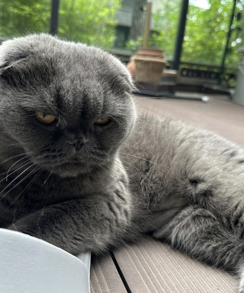 memoryau_'s tweet photo. Cool 😼😻 [13-07-23]
Cr.bbo_ nan_bomb_ tan_peanut_yuki https://t.co/GY3fmxt7En