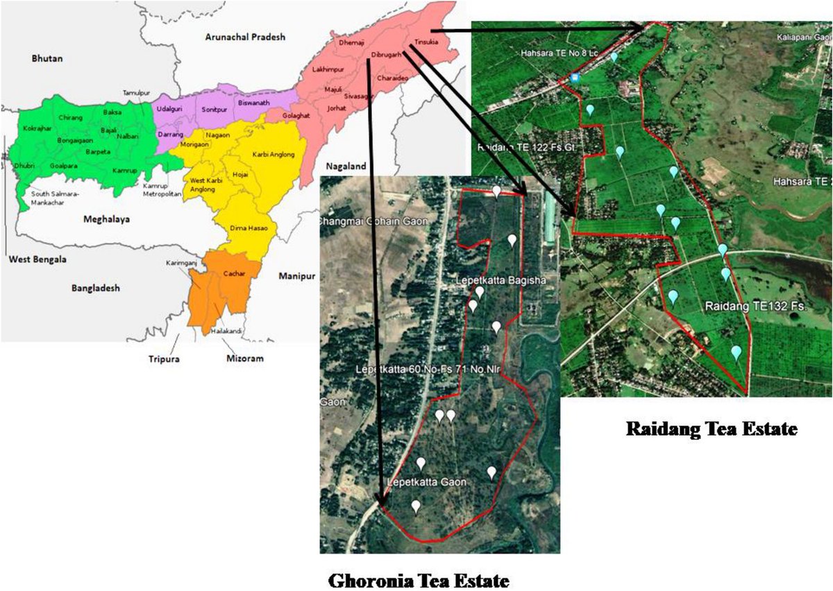 AnthropoceneSc1's tweet photo. New Article Alert!
Achieving Land Degradation Neutrality Through Tea Plantation: Future Prospect for Combating Climate Change in the Northeast Himalayan Region of India
Read it online: https://t.co/S1R24Hy4P5 https://t.co/MFbgWMfbdg