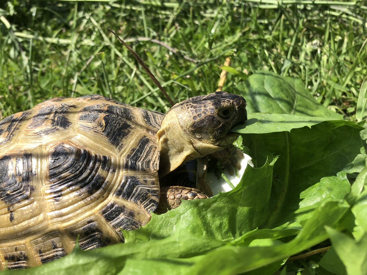 We, <a href="/faunawatchnl/">Faunawatch Nederland</a> just received a permit to shelter #tortoises in addition to #turtles! Looking forward to new species and expanding our education to improve turtle and tortoise welfare.