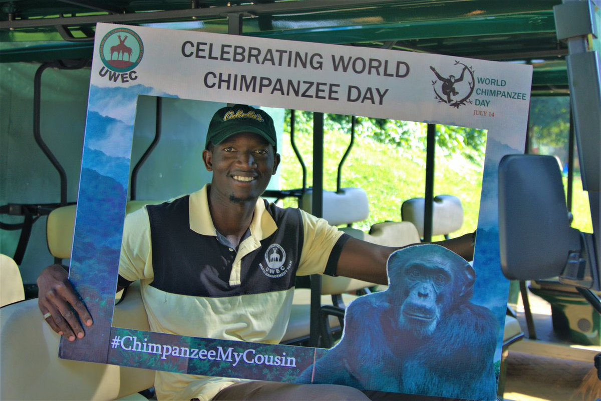 dero911's tweet photo. Celebrating our close relatives #chimpanzees #chimpanzeemycousin    Endangered species that need to be conserved @thembojpuruka @UWEC_EntebbeZoo @emukisa83 @Vikings_Doc @Mutuuza4 , tugowingge waa https://t.co/rPqfzKLafe