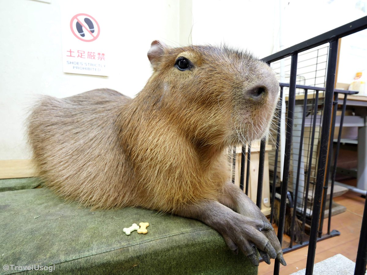 A few months ago I visited Capybara Land. Ron boy, Miss Potato and Miss Ringo were all so friendly and loved their sugar cane treat😅.
It's well worth a side trip from Tokyo or Yokohama and is a lovely quiet walk to get there from the nearby station.