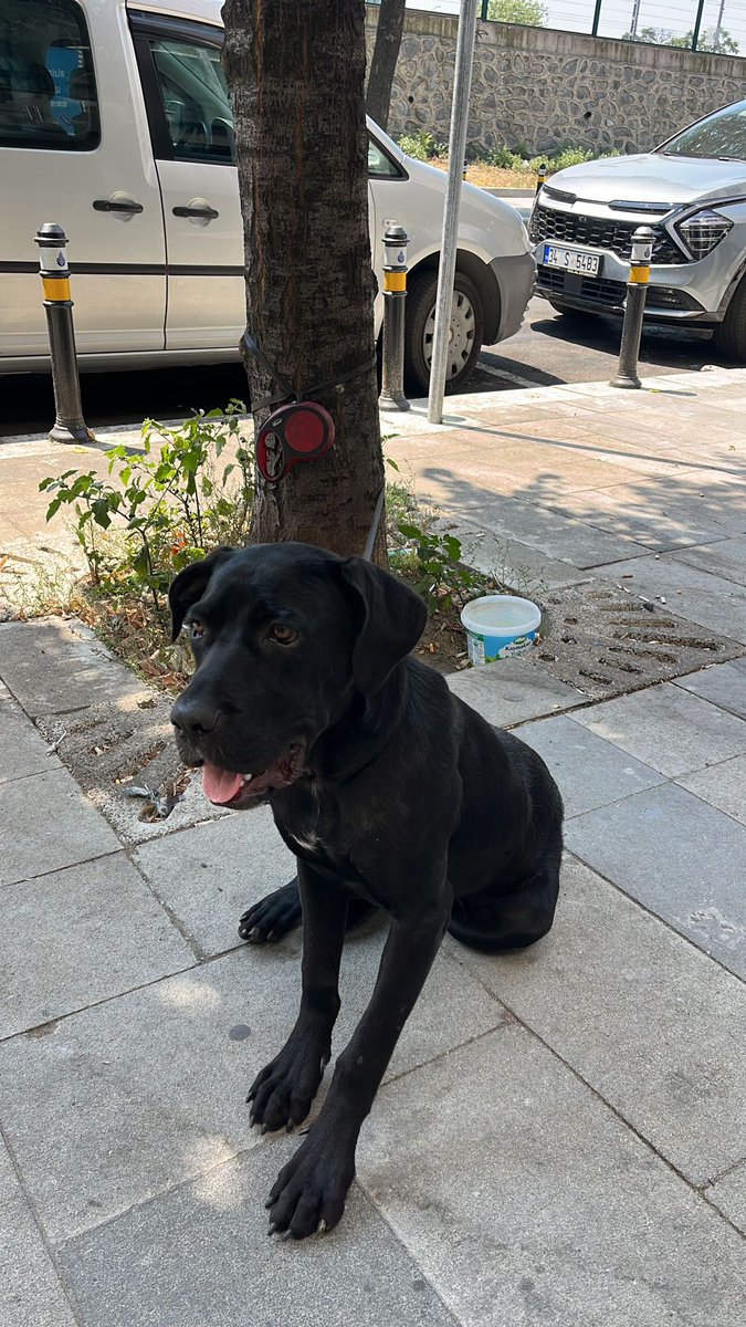 1 yaş civarı dişi cane corso, kısırlaştırma şartı ile acil yuva arıyor. İstanbul Zeytinburnu iletişim : 0 (535) 306 00 63
