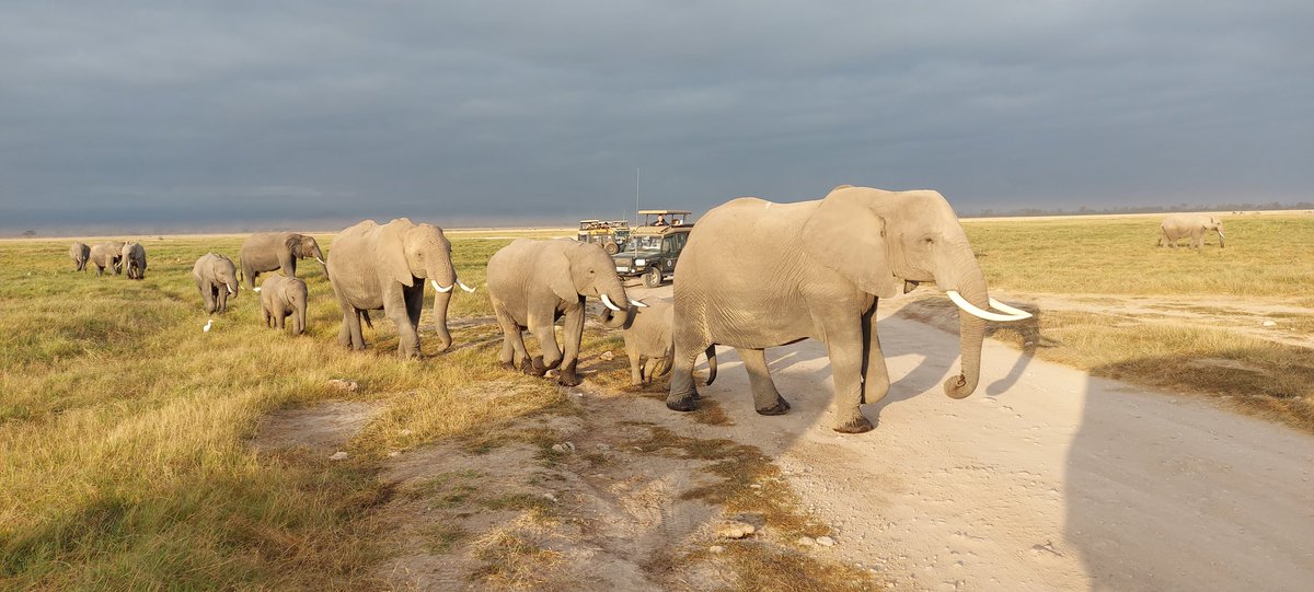 ianwright9968's tweet photo. Relaxing into the long holidays. This time at Tawi Lodge, Amboseli. Morning game drive to see so many 🐘 and a close up with a hippo! https://t.co/LV3Q5XplPC