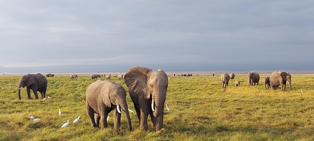 ianwright9968's tweet photo. Relaxing into the long holidays. This time at Tawi Lodge, Amboseli. Morning game drive to see so many 🐘 and a close up with a hippo! https://t.co/LV3Q5XplPC