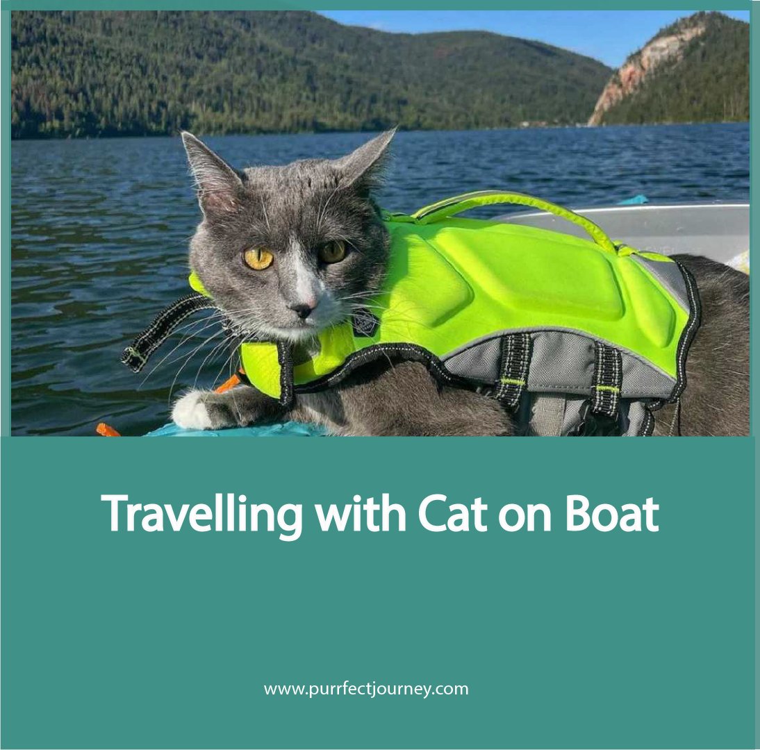 Purfectjourney's tweet image. Do you want to go for sailing and want to take your fluffball with you for an adventure? YOU CAN!! Just pack up your bags and leave for the trip but before that visit, purrfectjourney.com/traveling-with… for the complete guide.🤌 🐱  #catsailing #catonboat #catlife #catlovers #catadventure