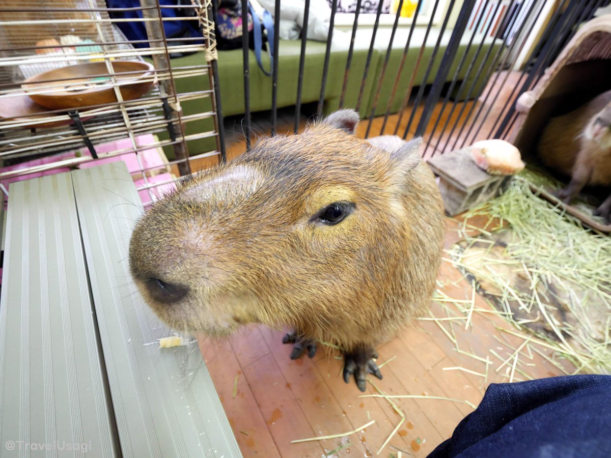TravelUsagi's tweet photo. A few months ago I visited Capybara Land. Ron boy, Miss Potato and Miss Ringo were all so friendly and loved their sugar cane treat😅.
It's well worth a side trip from Tokyo or Yokohama and is a lovely quiet walk to get there from the nearby station. https://t.co/yv1zNDyK8P
