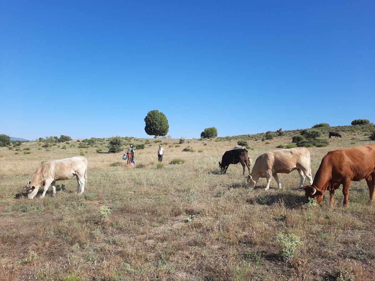 FMAzcarate's tweet photo. Seguimos avanzando en el proyecto #CONMOSAICO que desarrollamos desde @Ecologia_UAM
En estos días estamos en plena campaña de muestreos para medir el efecto de distintas configuraciones de paisaje sobre varios grupos indicadores (1/5). https://t.co/c18n1W07Vx