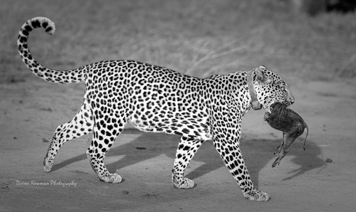 Dixon Newman Photography tweet media