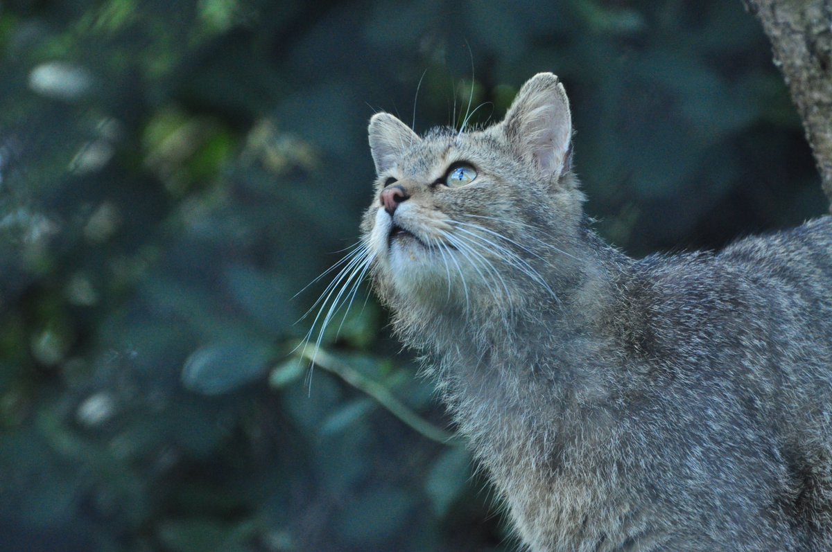 In 2017 the @IUCN SSC Cat Specialist Group published a report that classified Scotland's wildcats and wildcats in mainland Europe as the same species ➡ s.si.edu/3rbnTuO We may use wildcats from mainland Europe to boost the genetic diversity of the Scottish population 🐾