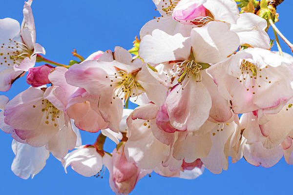 denisew428's tweet photo. #artprint #cherryblossom #beautifulprint #AYearForArt #homedecor #flowerphotography 
get it here!

https://t.co/kG3oxh08jC https://t.co/CTxISofApS