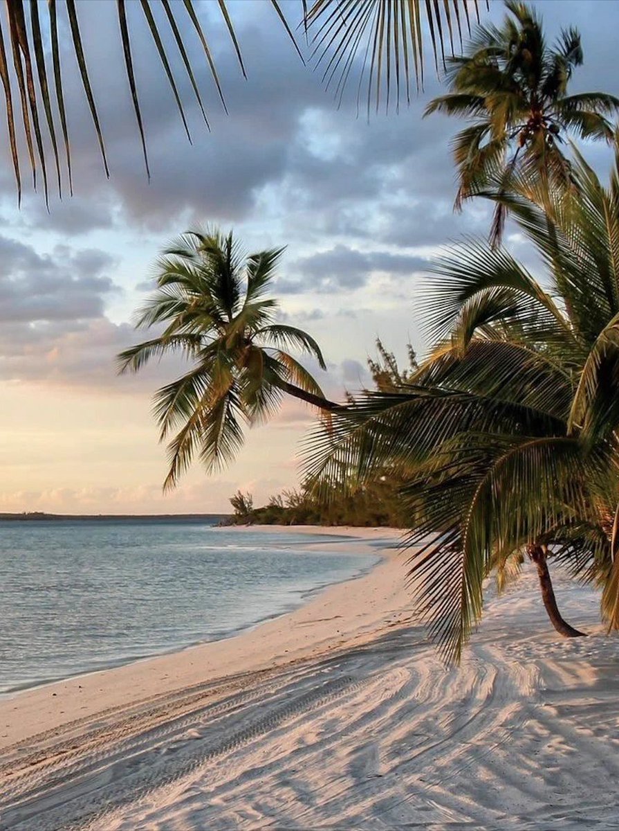 OfficialPLT's tweet photo. Bring me here 🌅 🌴 https://t.co/tHFUHEu7wg