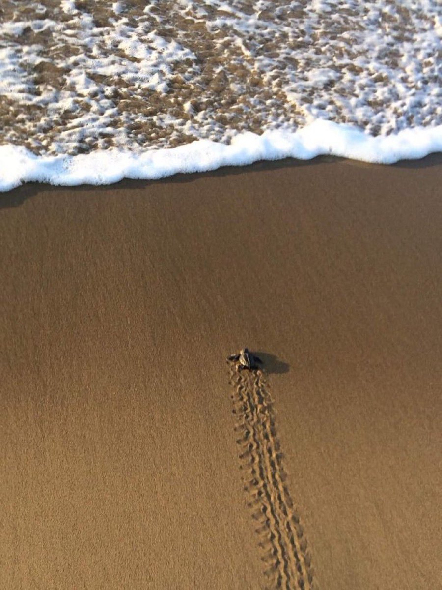 Weekend is rolling in…fast approaching…almost there…within reach…stay on target…we got this!👊🏼

Wishing you all a ‘keep-on-paddling…just-a-little-further’-kinda motivational spark to your pre-FriYAY mood. Have a great one!🤙🏼

#thursdayvibes #almosttheweekend 🌊