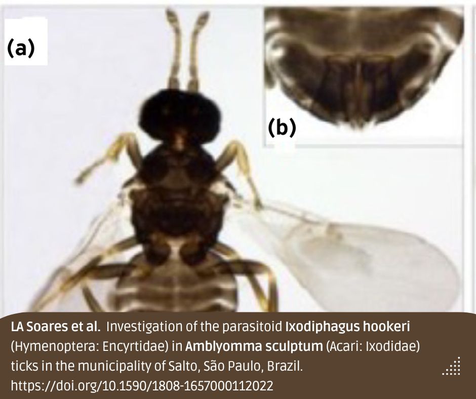 Researchers investigated the presence of the parasitoid Ixodiphagus hookeri in Amblyomma sculptum ticks. Despite the negative results obtained, 16S mRNA fragments corresponding to A. sculptum were amplified in all samples. 
🔓 doi.org/10.1590/1808-1… 

#SpottedFever #capyvara