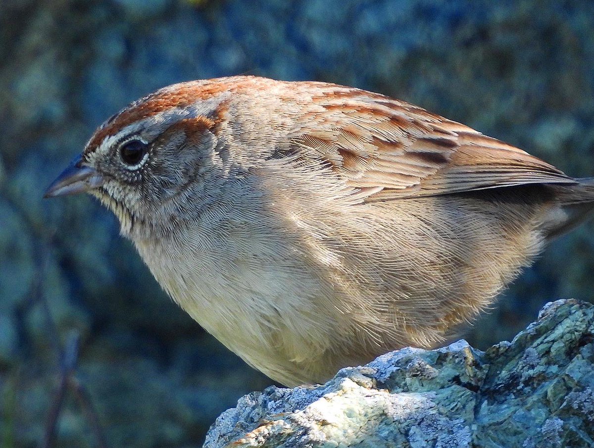 Nicholas Belardes🐤 tweet media