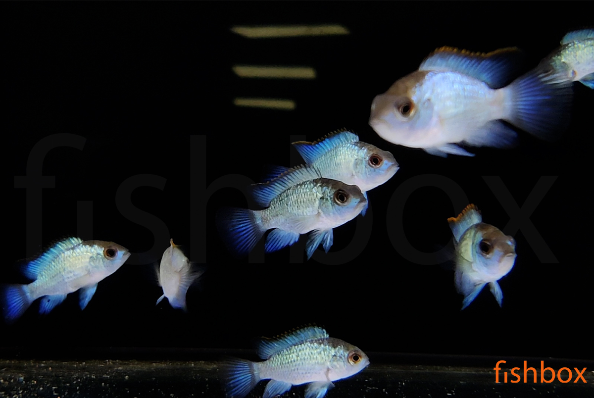 fishbox_si's tweet photo. Ko ribice zares zažarijo v vsej svoji lepoti 😍😎 - ni čudno, ko pa so neonske 😄
/ Andinoacara pulcher - NEON BLUE /
https://t.co/bve87rmdaB
#akvarij #akvaristika #terarij #akvarijskeRibe #btcLjubljana #najboljseRibe #AndinoacaraPulcher #Andinoacara #BlueAcara #AcaraFish #neon https://t.co/zQaAeV9j4s