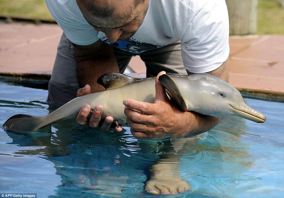 You haven't lived today until you've done something for someone who can never repay you... John Bunyan  

10-day old, rescued #Dolphin receiving fishing net injuries treatment🦋LJC  

#OceanAction #plastic #CleanUp #support #wild #life #Health #conservation #EarthKeepersUnite