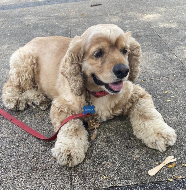 harlie the sea spaniel. Look him up - he has his own Instagram. #charlietheseaspaniel #caribbean #cockerspaniel #sxm