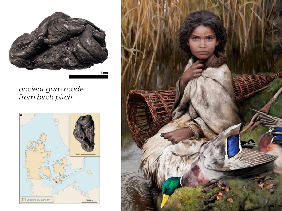 A nearly 6,000 year old piece of chewing gum, found in Scandinavia, perfectly preserved the DNA of its chewer.  She was a young, hunter-gatherer girl, with dark skin, brown hair &amp; blue eyes, who had recently eaten a meal of hazelnuts &amp; duck. Archaeology is amazing.