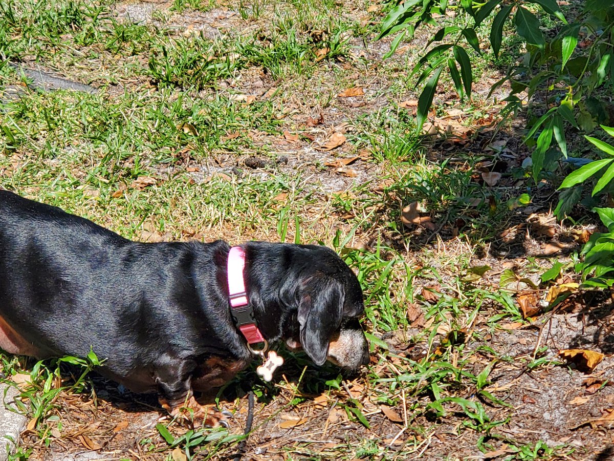Only out for a brief time. Here in Florida it's 114° F or 45° C, so no one wants to be out for long. Hoping for some afternoon showers to cool things off.