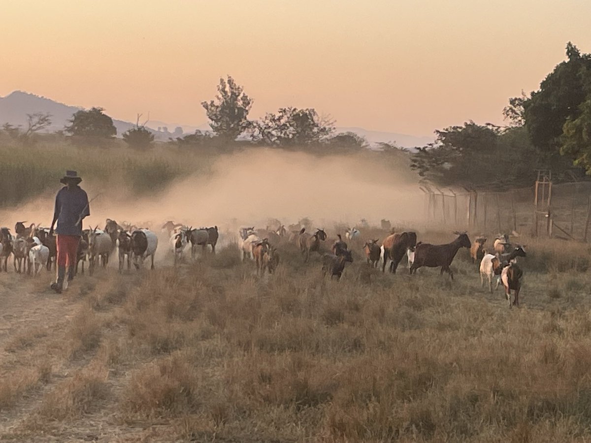 ScrubbsFarm's tweet image. Goodnight