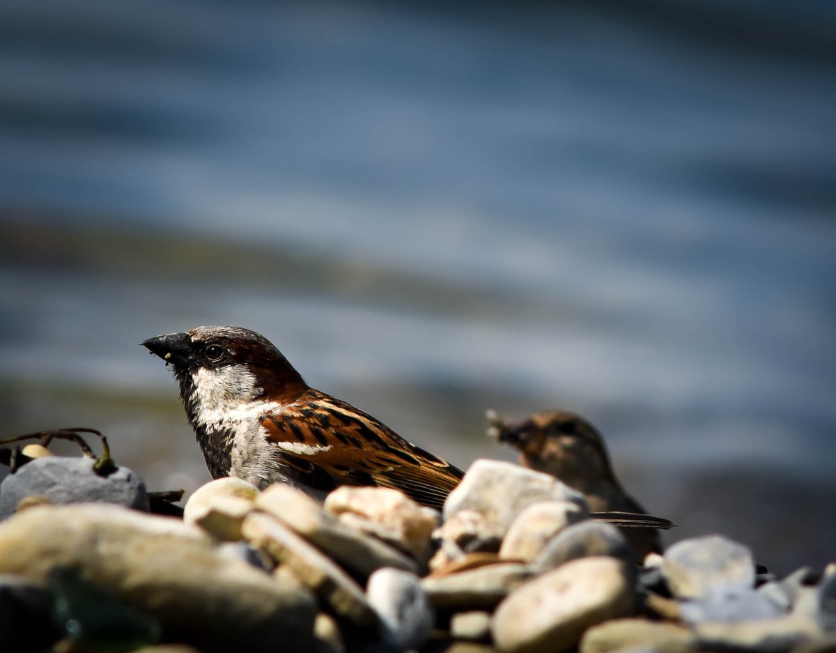 M_Society29's tweet image. 🐦 Couple de moineaux  🐦 Plage de Cully, Lavaux, Canton de Vaud, Suisse.

#lavaux 
#photosuisse 
#cully 
#photooiseau 
#photooiseaux 
#moineaux 
#switzerlandphotos 
#switzerlandphotographer 
#switzerlandphotography 
#suissephoto 
#photographieanimaliere 
#photosuisse