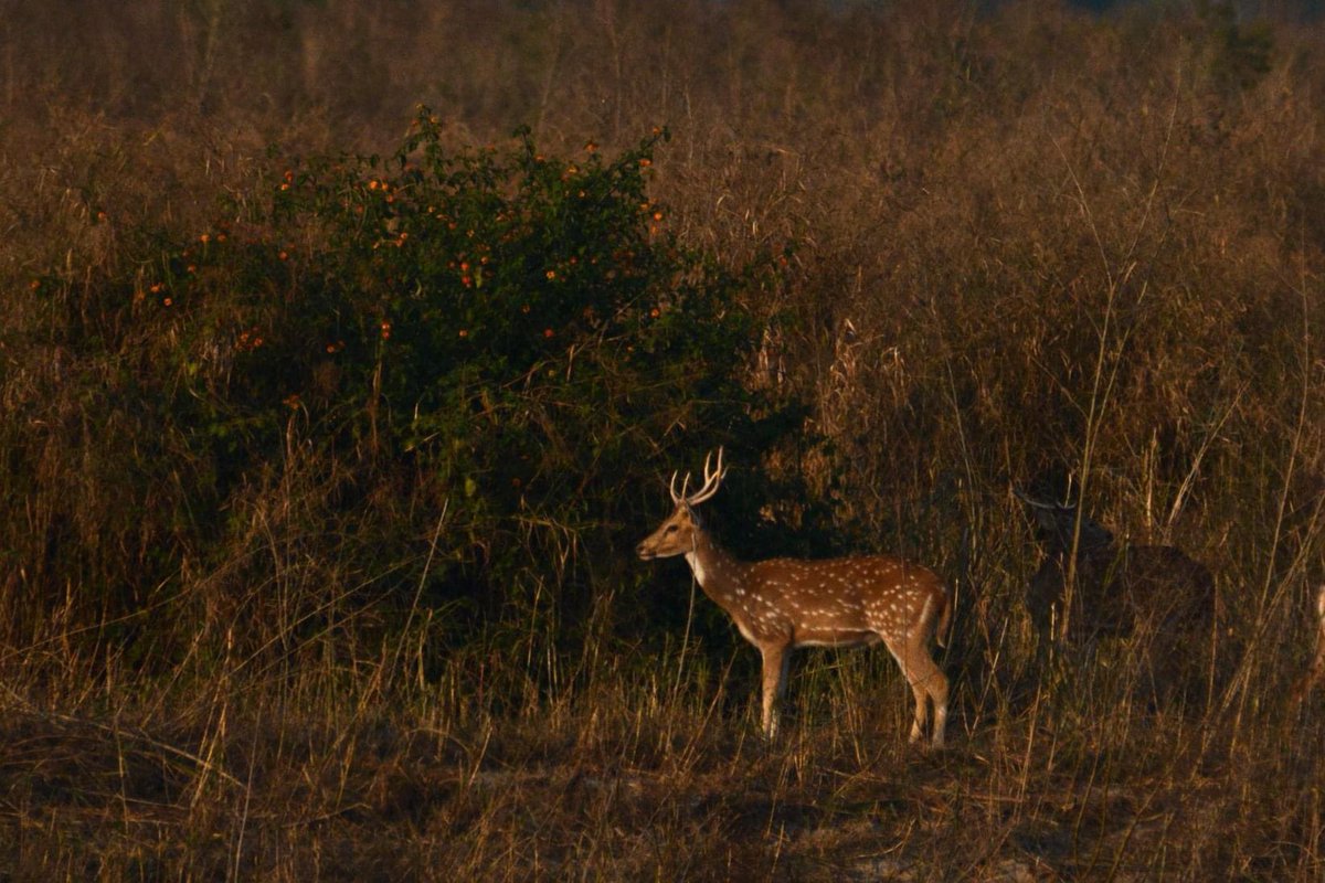 Spotted deer bathed in the golden morning sunlight !!! #MammalMagic #IndiAves #chital #nature #wildlife #wildlifephotography #mammal #deer #safari #jungle #wildearth #wildindia @IndiAves 

PC - @shranjan