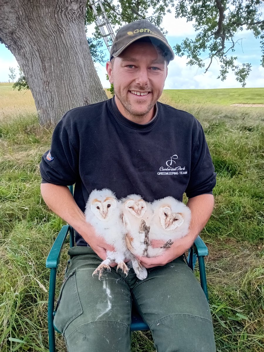 Another successful year for the raptors here at Cumberwell. Three Barn Owl chicks, two Little Owl chicks and four Kestrels were all bred and are doing well. 🦉🐣
@CumberwellPark @sustainablegolf