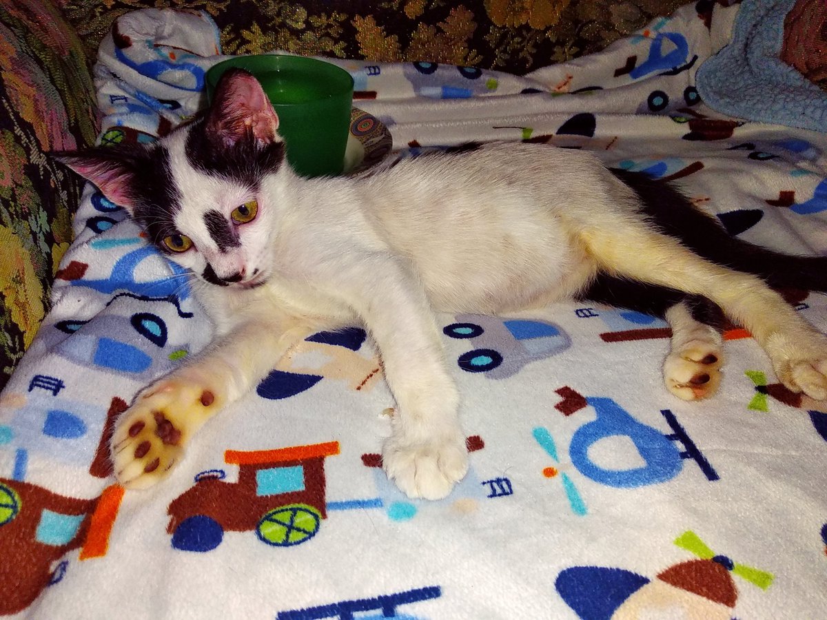 nour_maryam's tweet photo. Little Milo ♥️
I hope that God will help you and someone will accept your treatment outside🤲🙏 .
It is worth taking another chance as long as there is hope ..

#Cats #Rescue #Street .

 #Gaza #Maryam #Caramal #Milo . https://t.co/fS70azrV0G