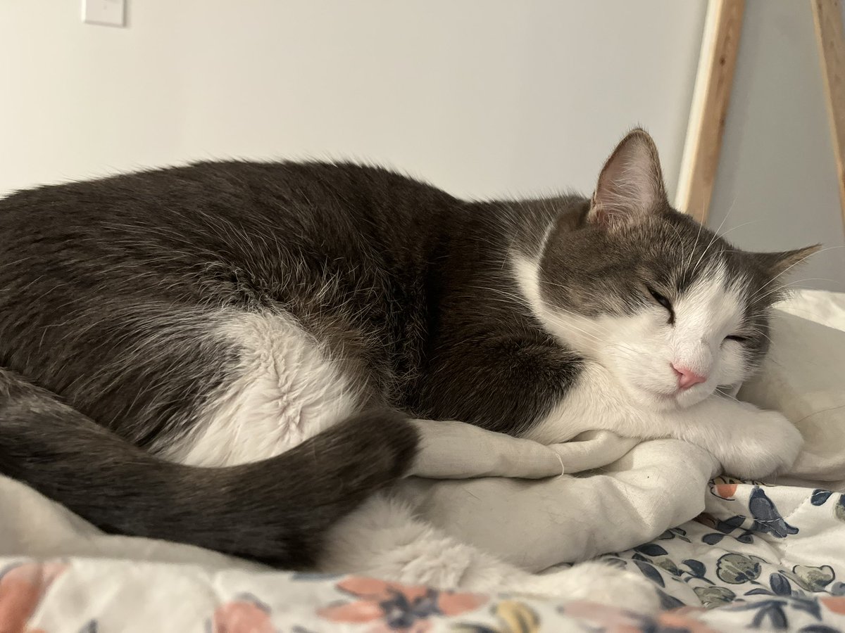 Please keep my beloved Finn in your thoughts. It looks like he has a tumor near his heart and I’m currently all the way in Scotland on vacation and can’t be there to hold him.