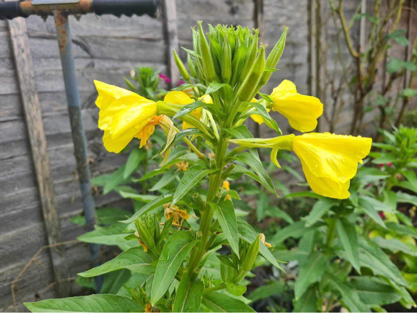 Evening Primrose  - This is a safe feed; find it growing along rivers and verges, meadows and wastelands. Very easy-to-grow. It's an excellent source of calcium, potassium, beta carotene, vitamin B and omega-6, which are important for vision and immune health.