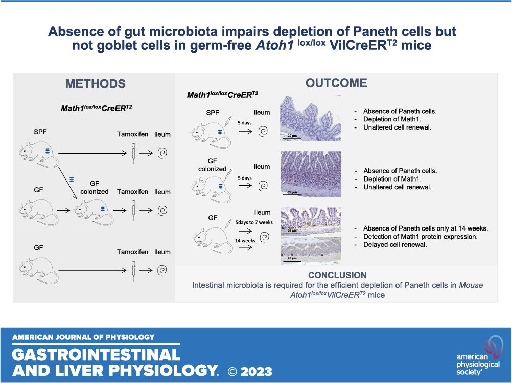 AJP-Gastrointestinal and Liver Physiology tweet media