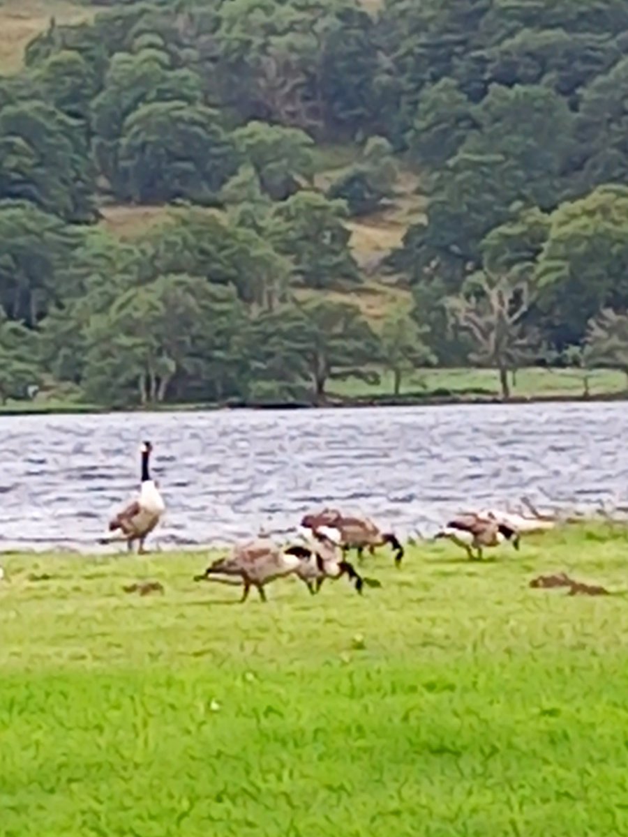 I'm sure duki geese follow us to snowden @allsaintsccduk