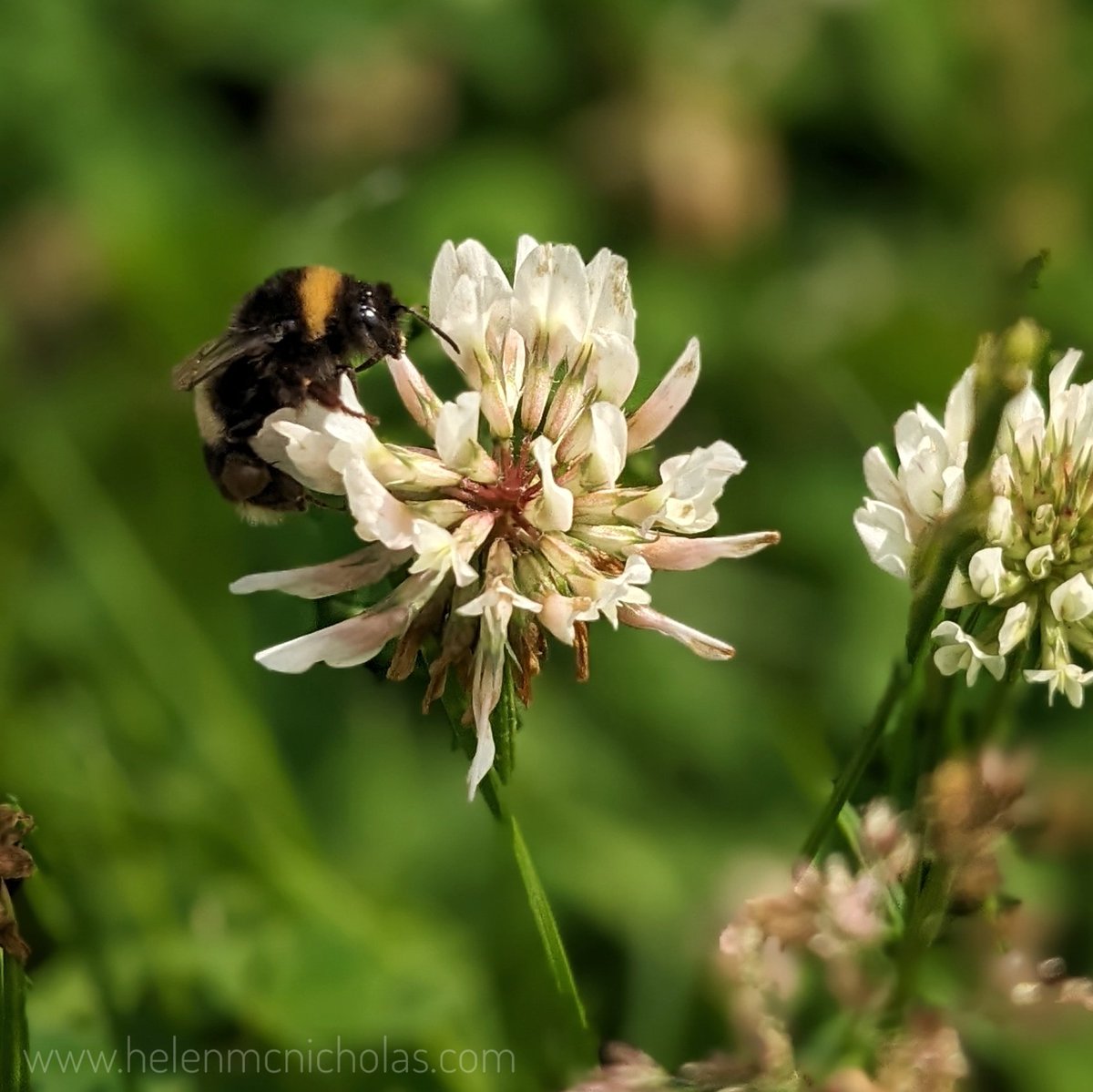 The bees are loving the clover 🤩

#bees #garden #inmygarden #mygardentoday #clover #gardenersworld #gardenforwildlife #gardenforbees