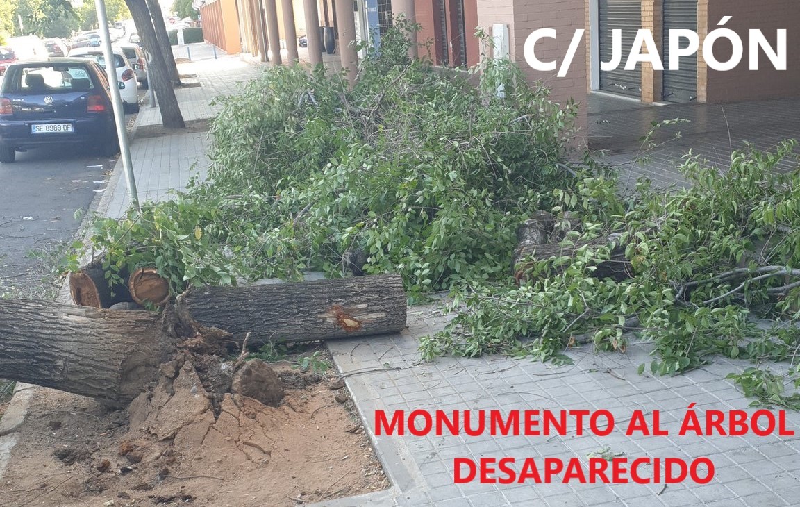 SOSterritorios's tweet photo. A la #Vergüenza de C/#Japón, hay que sumar la de su perpendicular, C/#Calcuta.
Lo denunciamos en marzo de 2022 y sigue igual.
En 65 metros de calle, 10 #Alcorques vacíos, sin #Árboles‼️
#SevillaEste, con tanto #Hormigón, #Asfalto y #Coches, necesita urgentemente ser #Reforestado. https://t.co/ISgCjGP2JV