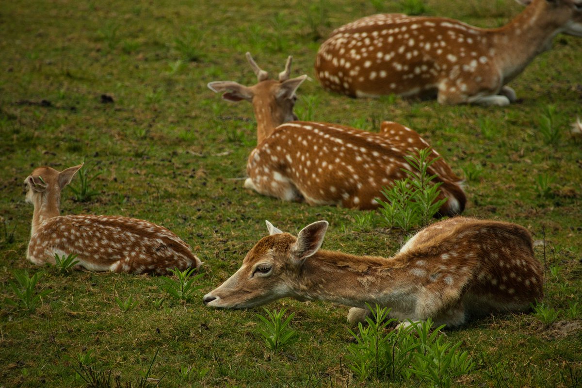 Gr3eg4's tweet photo. https://t.co/TxRBxQJU99

#deer #photography #canon #france #nature #photooftheday #travel #cerf #wildlife #picoftheday #travelphotography #naturephotography #photo #wildlifephotography #animals #animal #canonphotography #beautiful #europe #wild #landscape #naturelovers https://t.co/xdc8I2NMHh