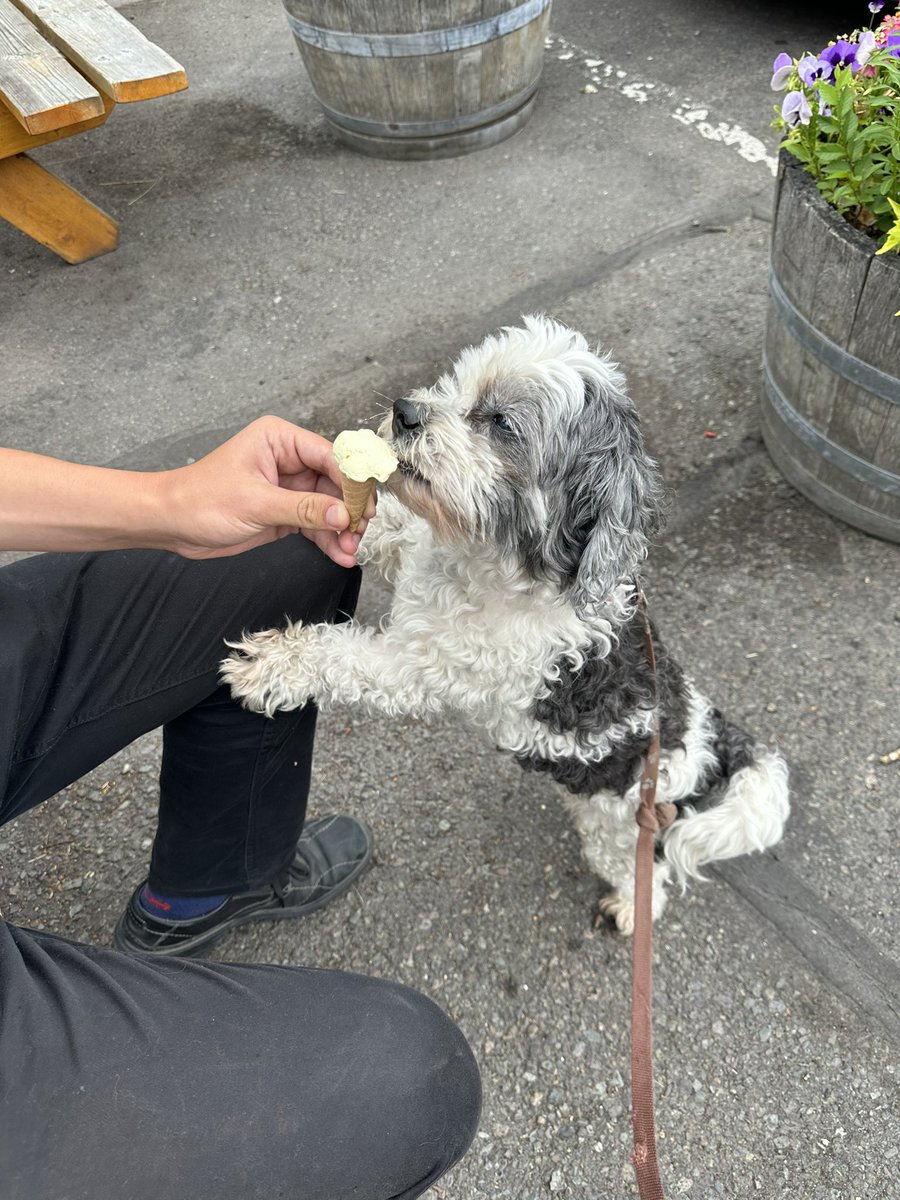 Ice cream is my friend #dogsoftwitter