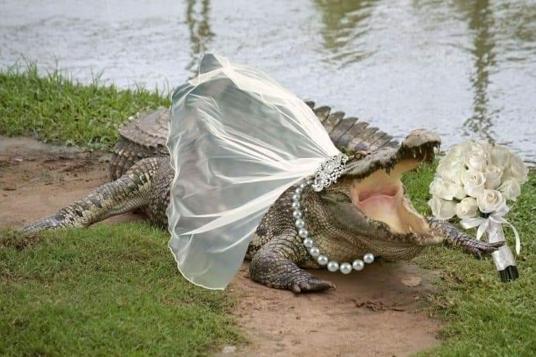 When you are dispaointed in female and you think that crocodile is an option to be your wife.
Brother, you need to do some soul searching before going for honeymoon.
🤣😆🤣😆😆🤣😆
