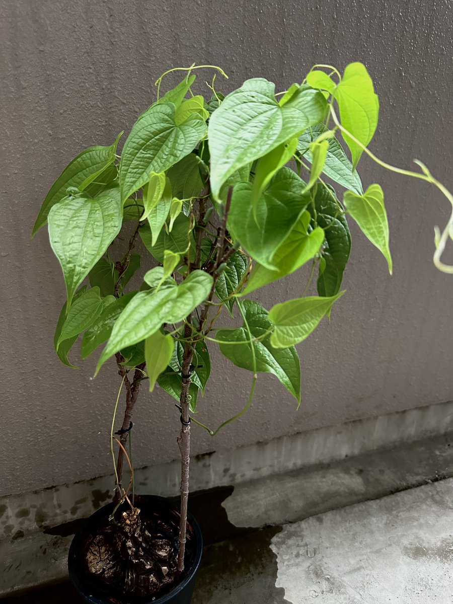 amanotan1's tweet image. 夏の成長力すごい。
#メキシコ亀甲竜
#dioscorea