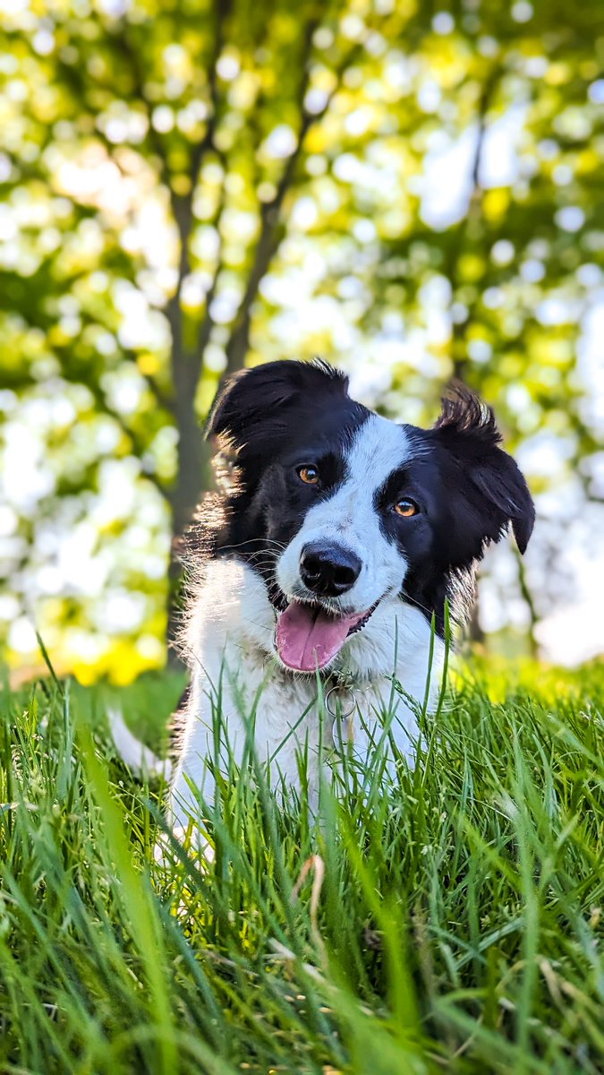 Tomeckus's tweet photo. @AnnekeWassenaar @BorderCollieUK Indeed! Have a great day too 🖤🤍 https://t.co/6Kn9xjRONJ